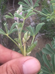 Lupinus arizonicus
