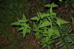 Sigesbeckia orientalis