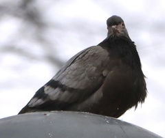 Columba livia domestica