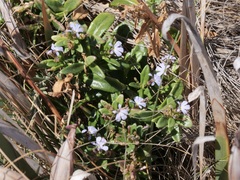 Lobelia anceps