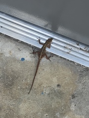 Anolis sagrei