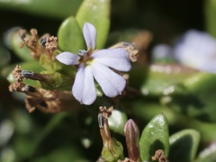 Lobelia anceps