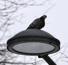 Columba livia domestica