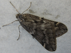 Alsophila japonensis