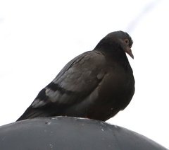 Columba livia domestica