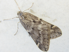 Alsophila japonensis