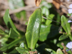 Lobelia anceps