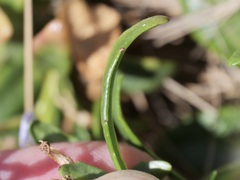 Lobelia anceps