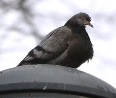 Columba livia domestica