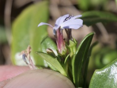 Lobelia anceps