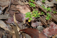 Xanthosia tridentata