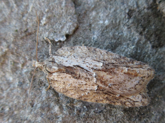 Acleris hispidana