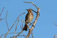 Gliciphila melanops