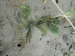 Ceratophyllum demersum