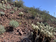 Cylindropuntia bigelovii