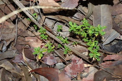 Xanthosia tridentata