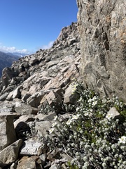 Leucogenes grandiceps