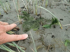Ceratophyllum demersum