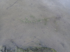 Ceratophyllum demersum