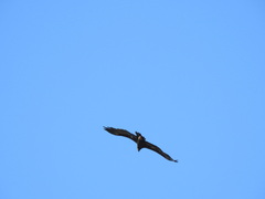 Aegypius monachus