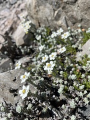 Leucogenes grandiceps