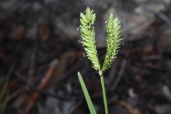 Eleusine tristachya