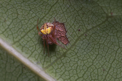 Araneus albotriangulus