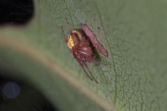Araneus albotriangulus