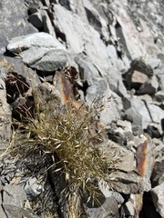 Rytidosperma setifolium