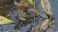 Macrobrachium nipponense