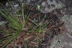 Eleusine tristachya