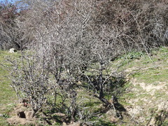 Pyrus bourgaeana
