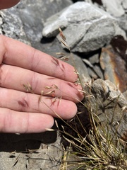 Rytidosperma setifolium