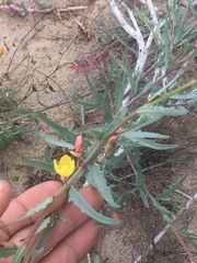 Eulobus crassifolius