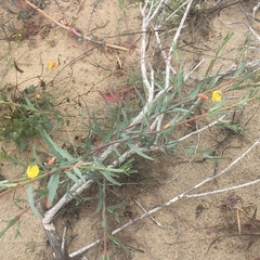 Eulobus crassifolius