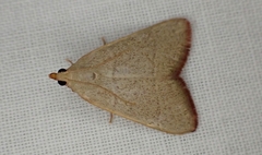 Hypsopygia albidalis