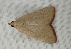 Hypsopygia albidalis
