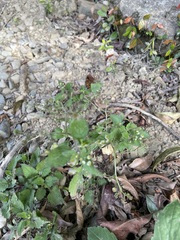 Dichrocephala integrifolia