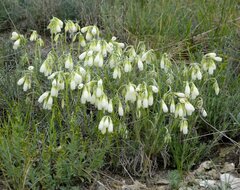 Onosma tanaitica