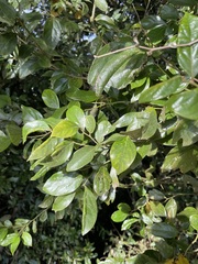 Lindera communis