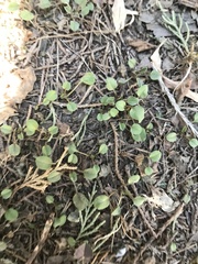 Trigonotis peduncularis