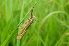 Agriphila tristella