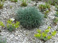 Onosma tanaitica