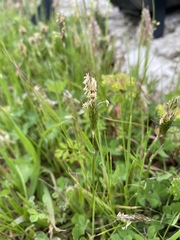 Poaceae