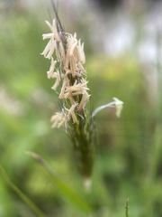 Poaceae