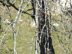 Certhia brachydactyla
