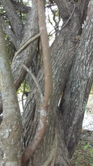 Ventilago denticulata