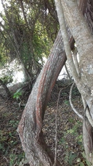 Ventilago denticulata