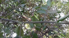 Ventilago denticulata