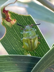 Calomela pallida
